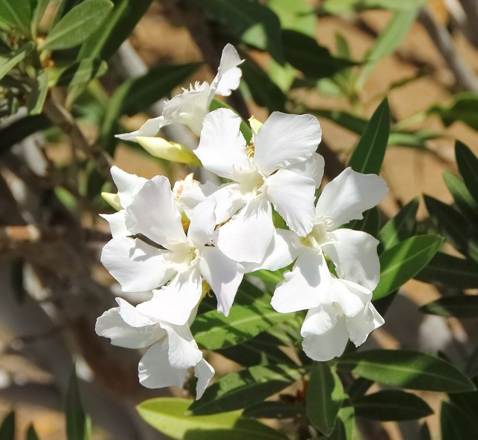 Белый Олеандр цветок