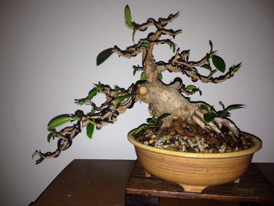 Бонсай - Bonsai Ficus 60-70см