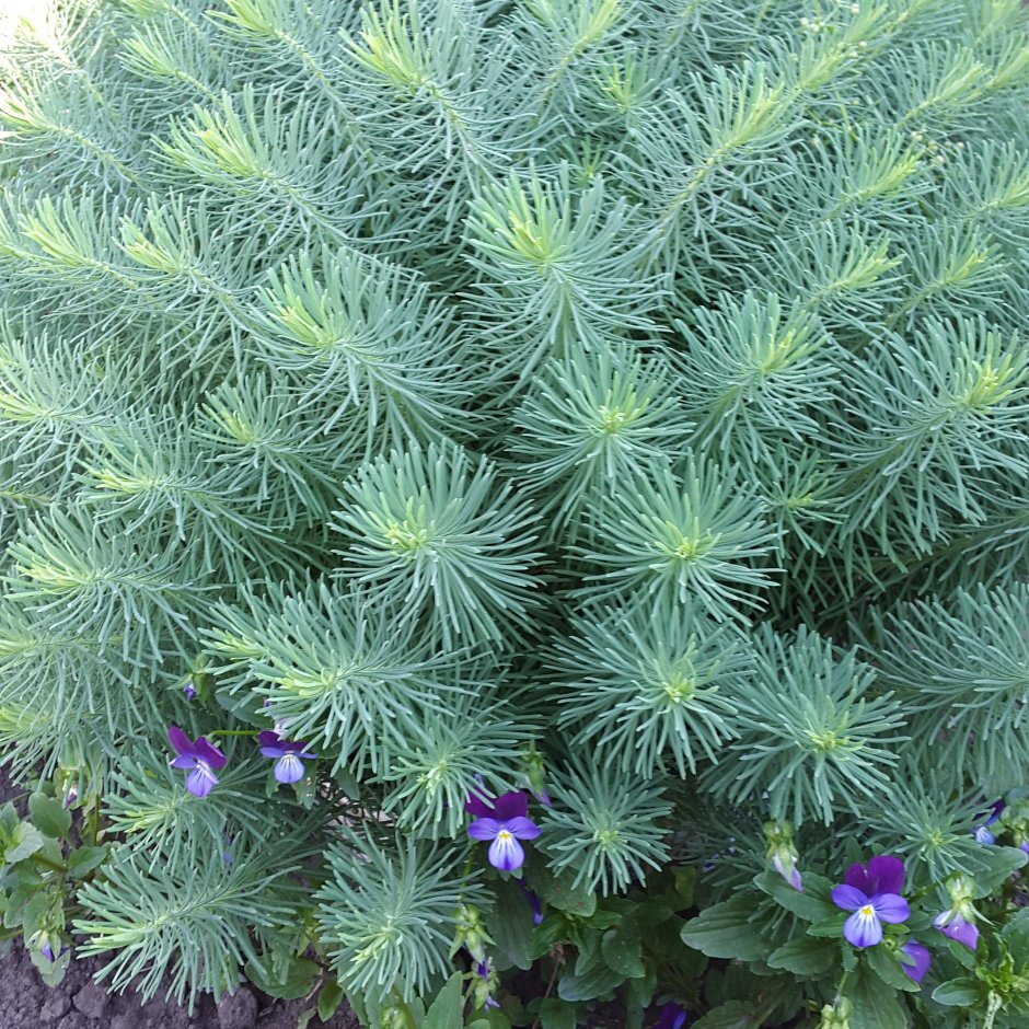 Молочай кипарисовый (Euphorbia cyparissias)