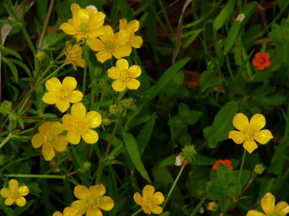 Желтые маленькие цветочки название