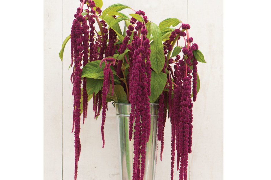 Амарант хвостатый (Amaranthus caudatus)