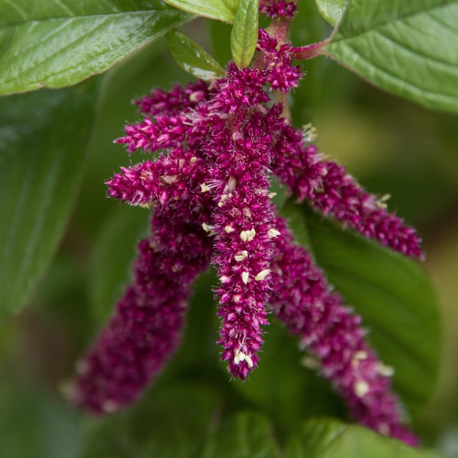 Amaranthus caudatus