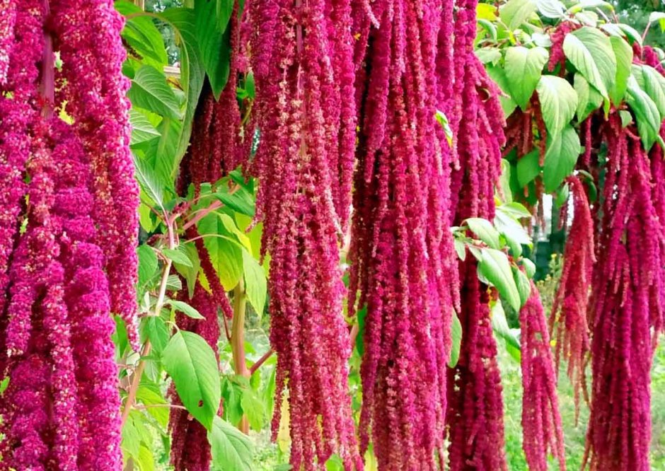 Амарант хвостатый (Amaranthus caudatus)