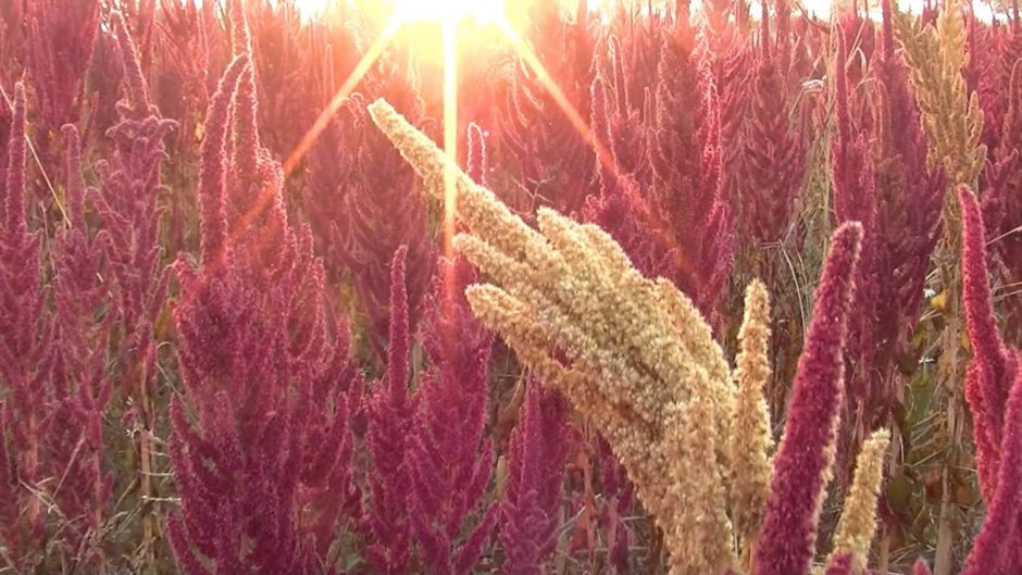 Amaranthus cruentus l.