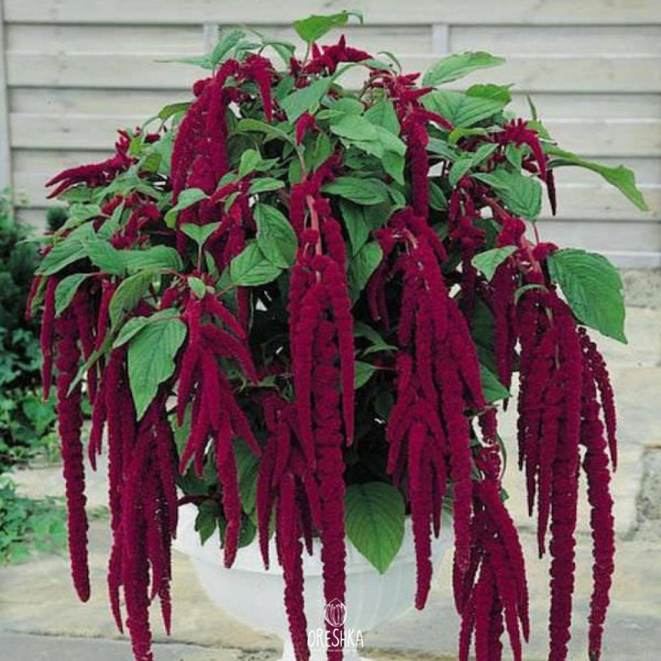 Амарант хвостатый (Amaranthus caudatus)