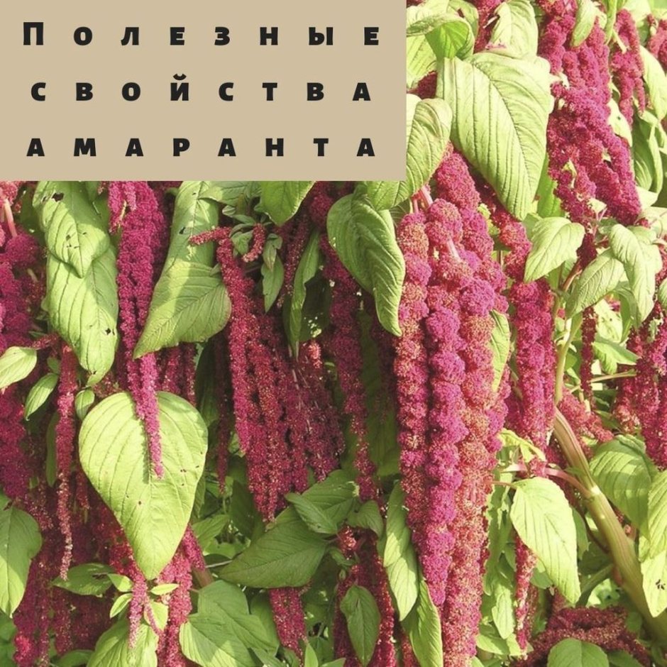 Амарант Колосистый (Amaranthus retroflexus l.)