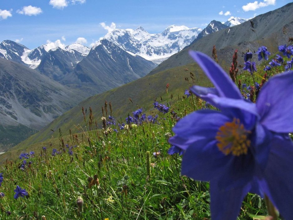 Гора Белуха Алтай лето