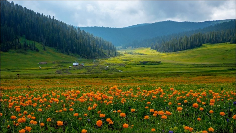 Уймонская Долина Алтай цветы огоньки