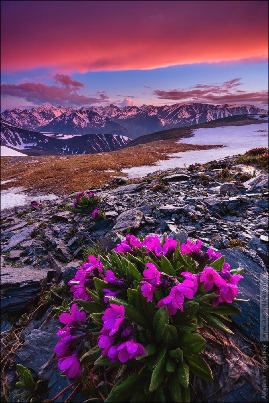 Цветущие горы Алтая