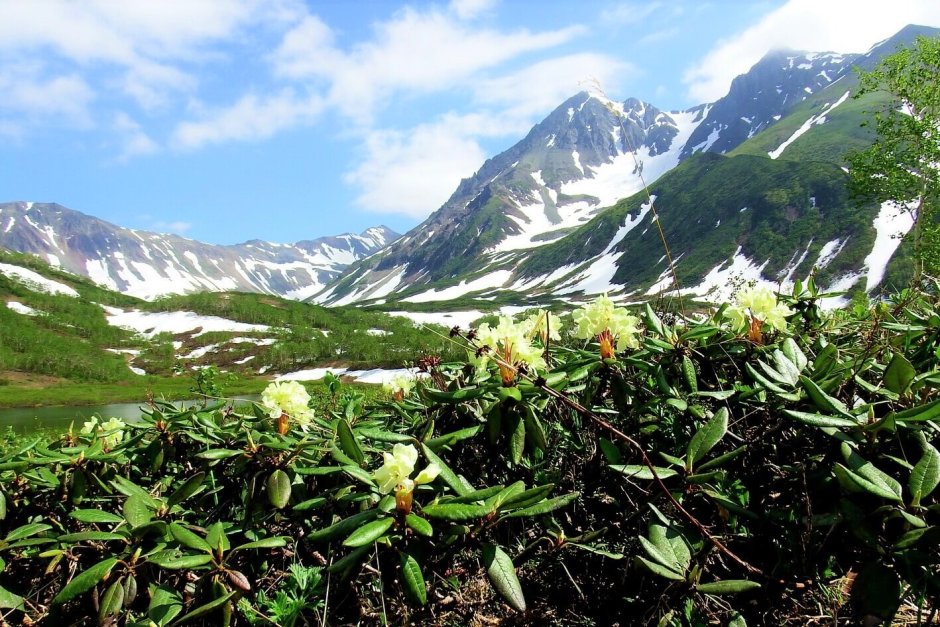 Растительность полуострова Камчатка