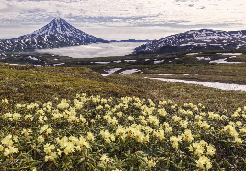 Камчатка вулканы и цветы