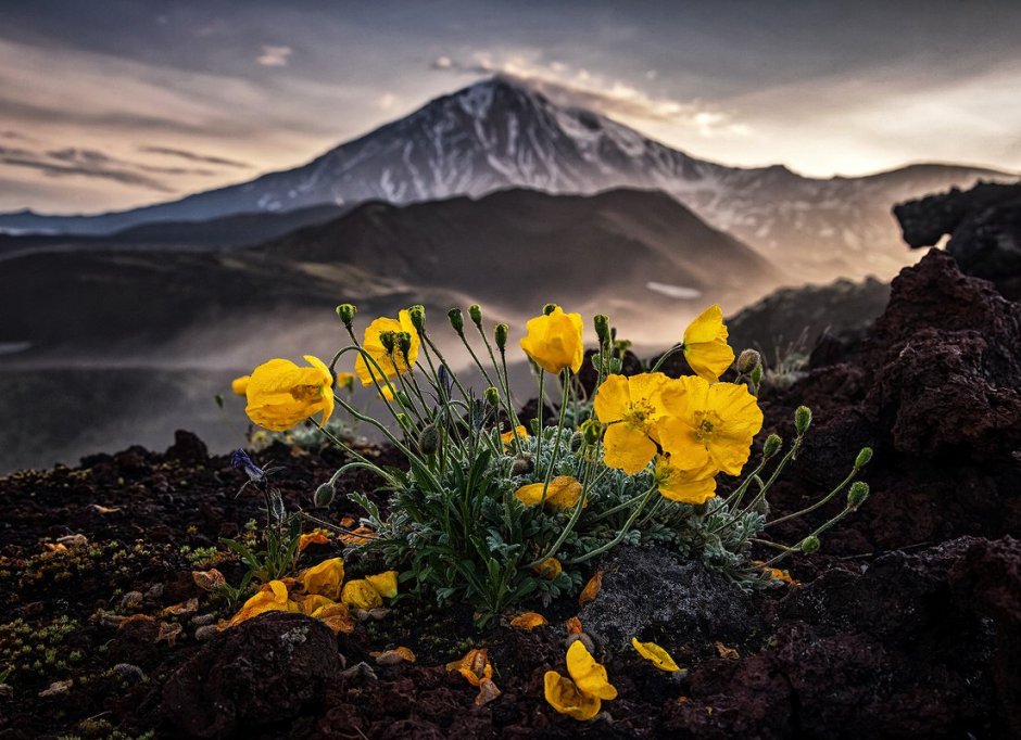 Флора Камчатки Мак