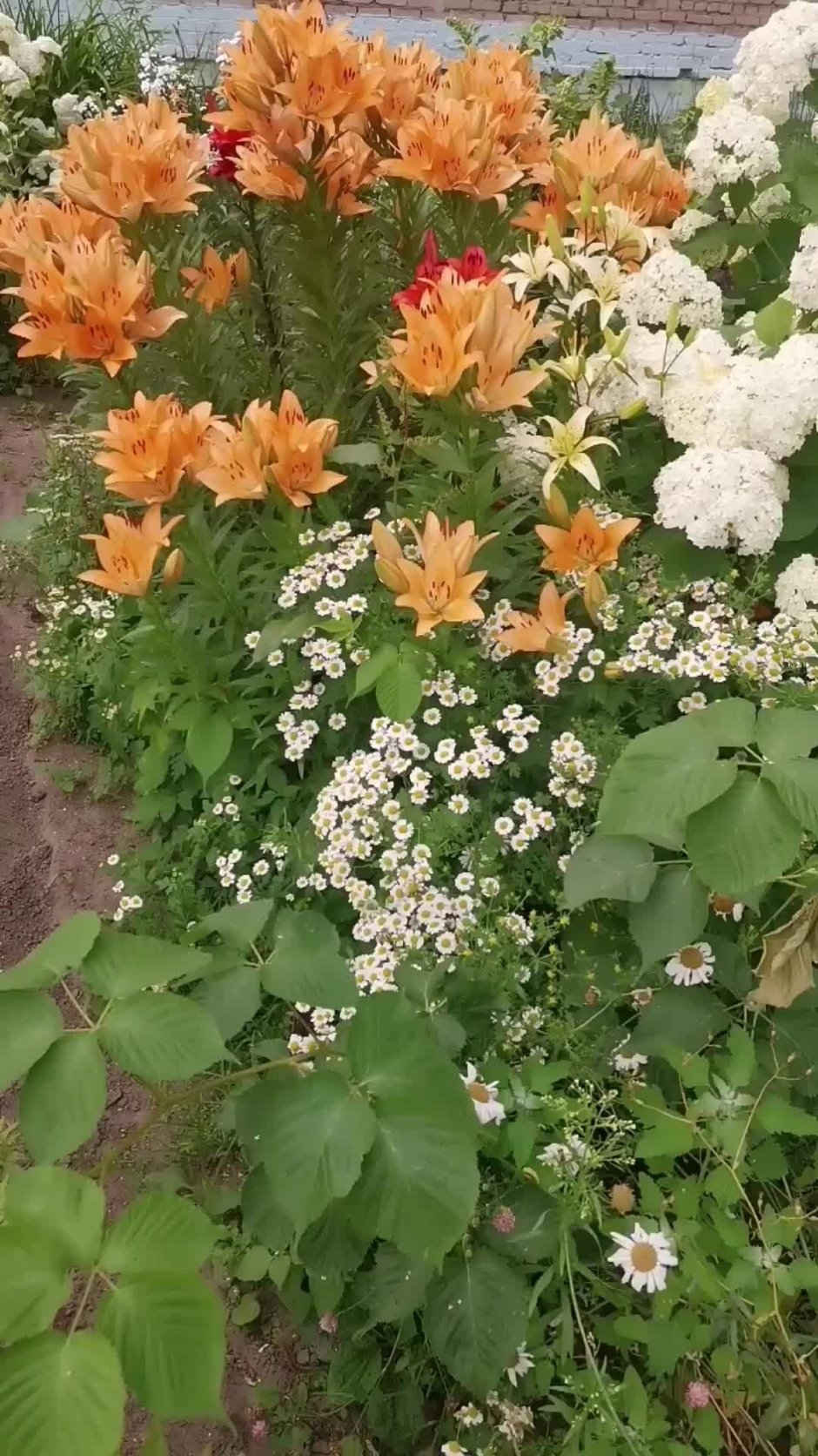 Многолетние цветы цветущие в июле