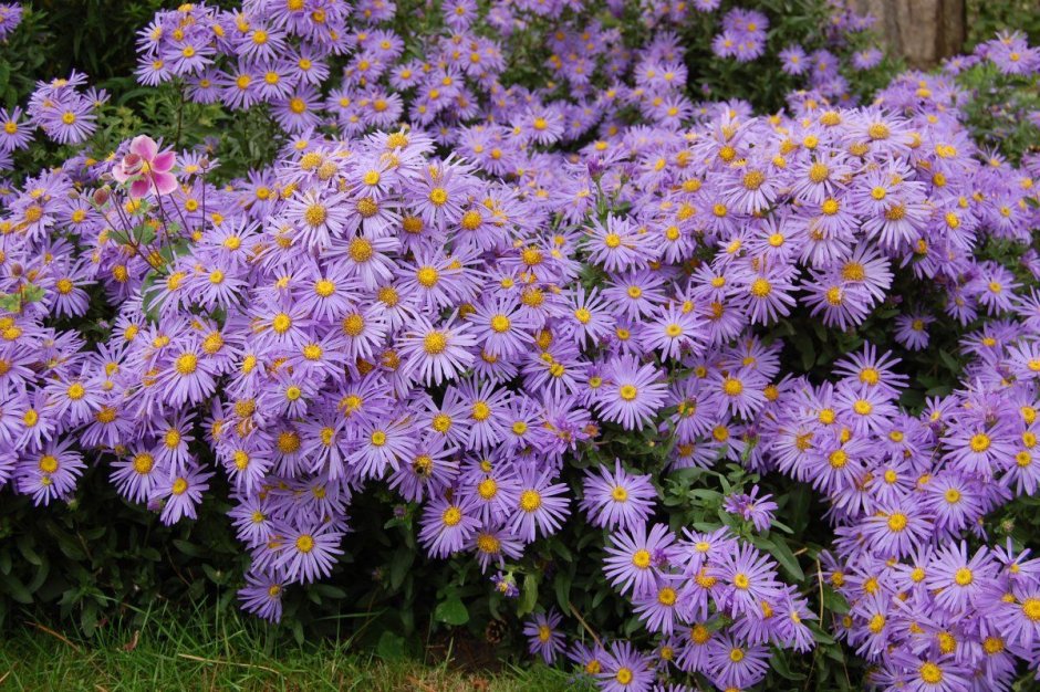 Астра Альпийская (Aster Alpinus)