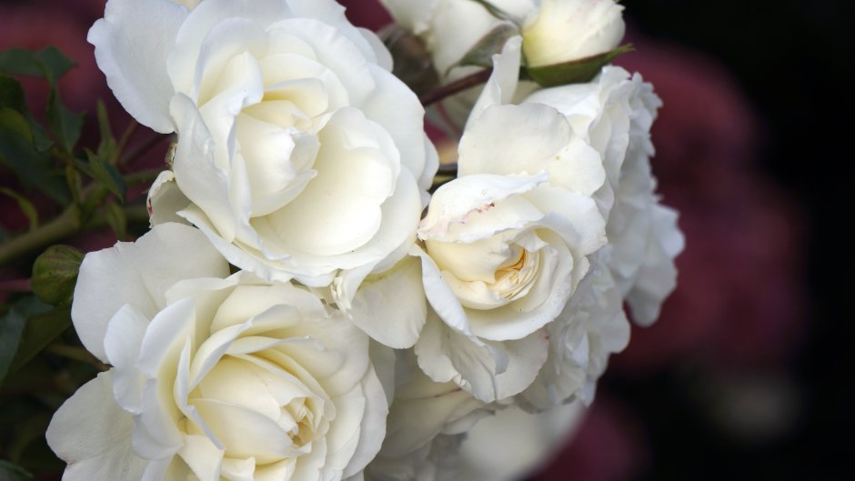 White Babyflor роза