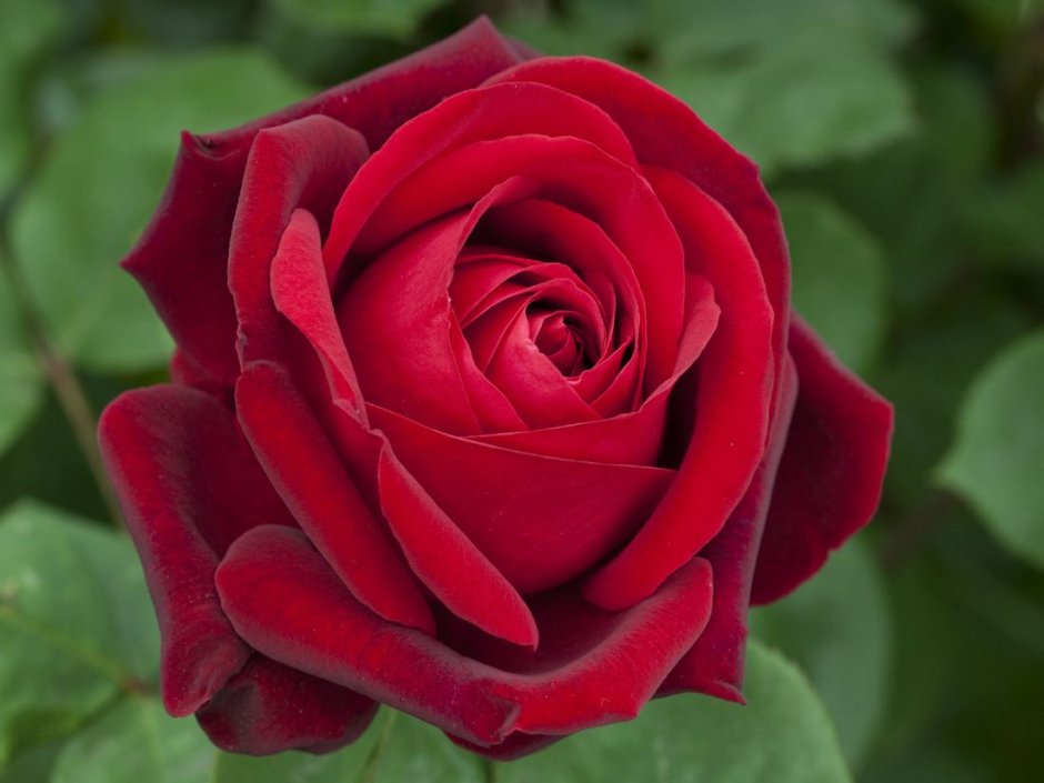 Роза чайно-гибридная Edith Piaf