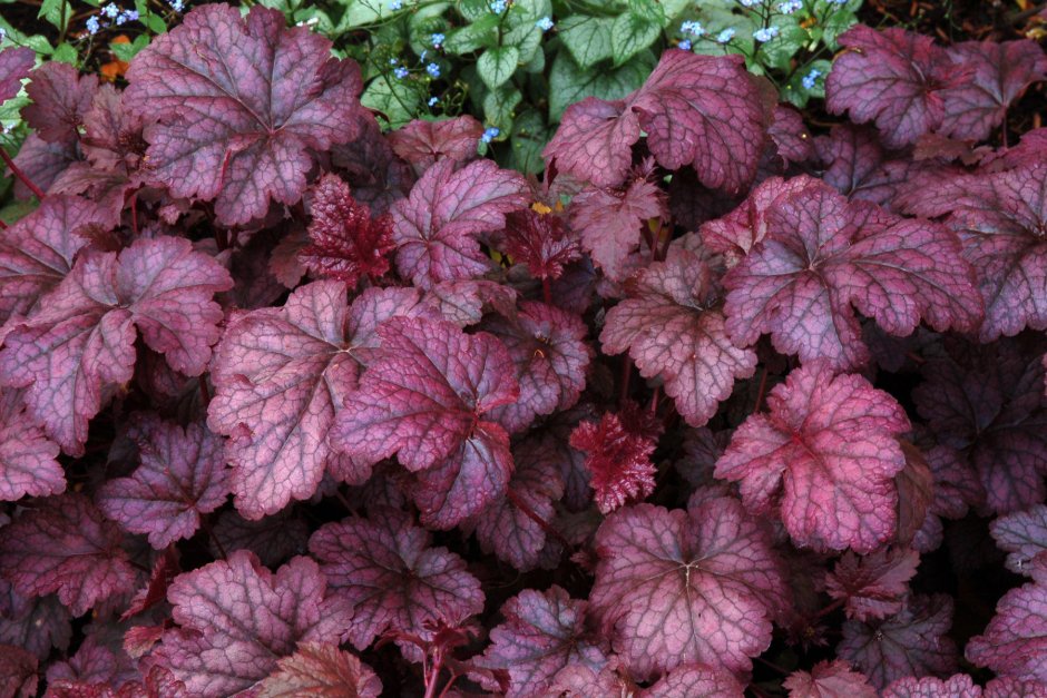 Гейхера Heuchera Amethyst Myst