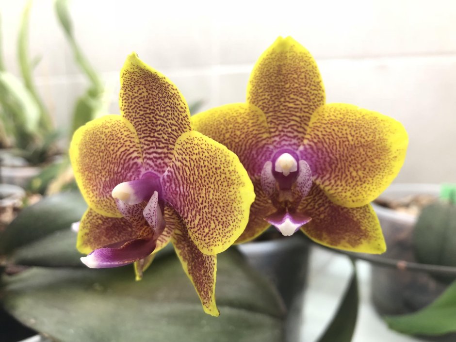 Phal. Sogo Lawrence MC