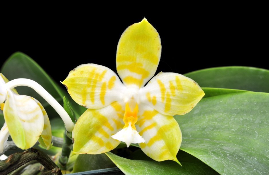 Phal. Amboinensis Yellow