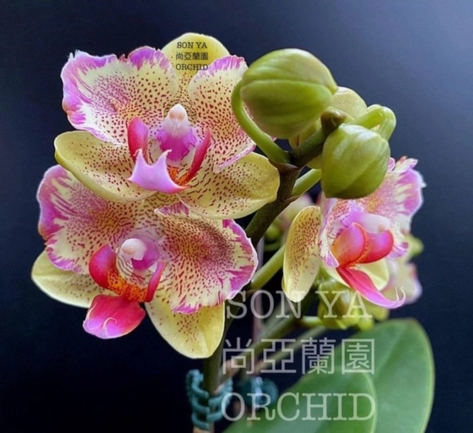 Орхидея Cupid Star
