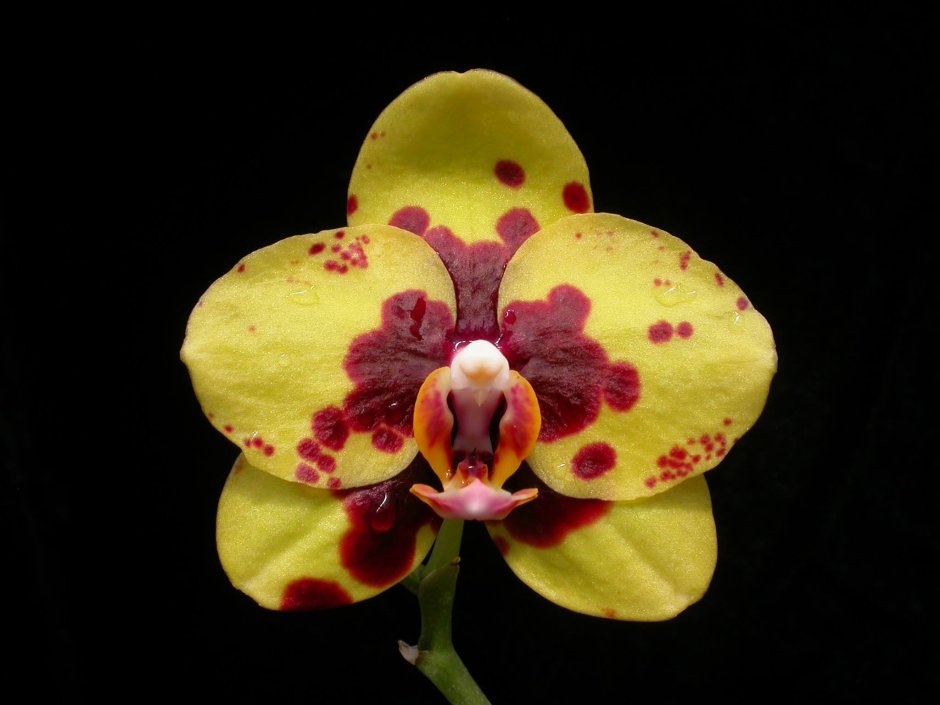 Phal Diamond Beauty