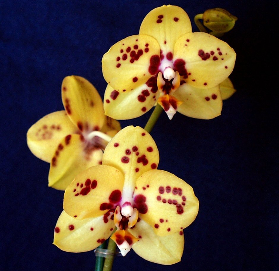 Фаленопсис Арлекин Phalaenopsis Arlekin