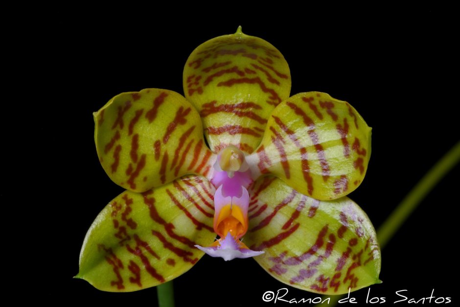 Орхидея Сого Пикачу