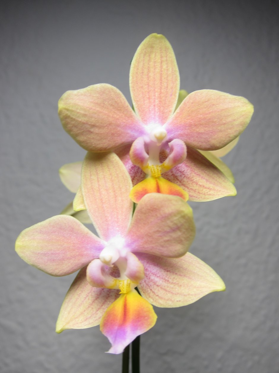 Phal.(be tris-Taida Pearl)’es’