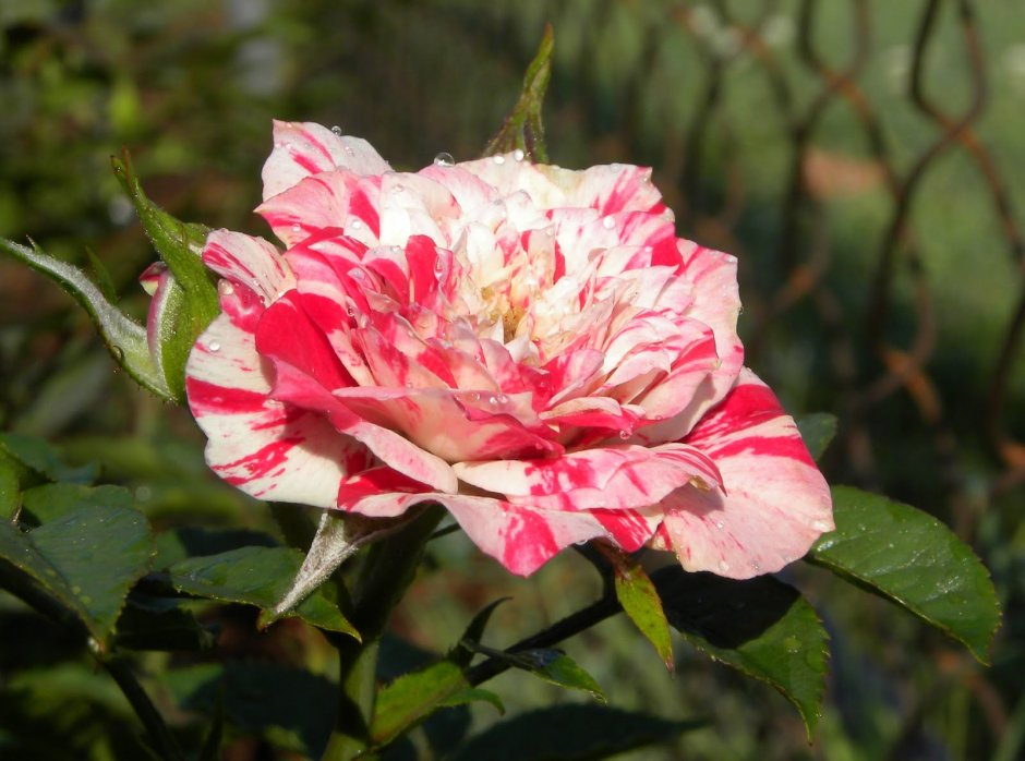 Роза полиантовая йенс мунк
