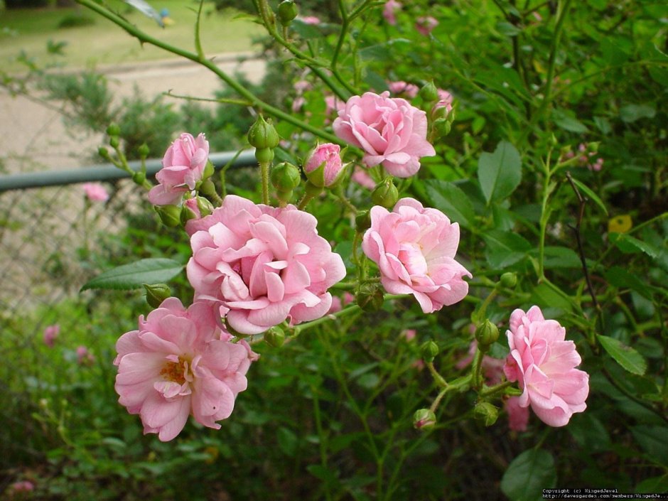 Роза полиантовая розовая