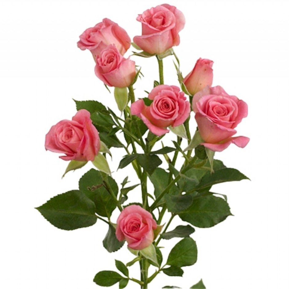Роза кустовая 50см Rosanella