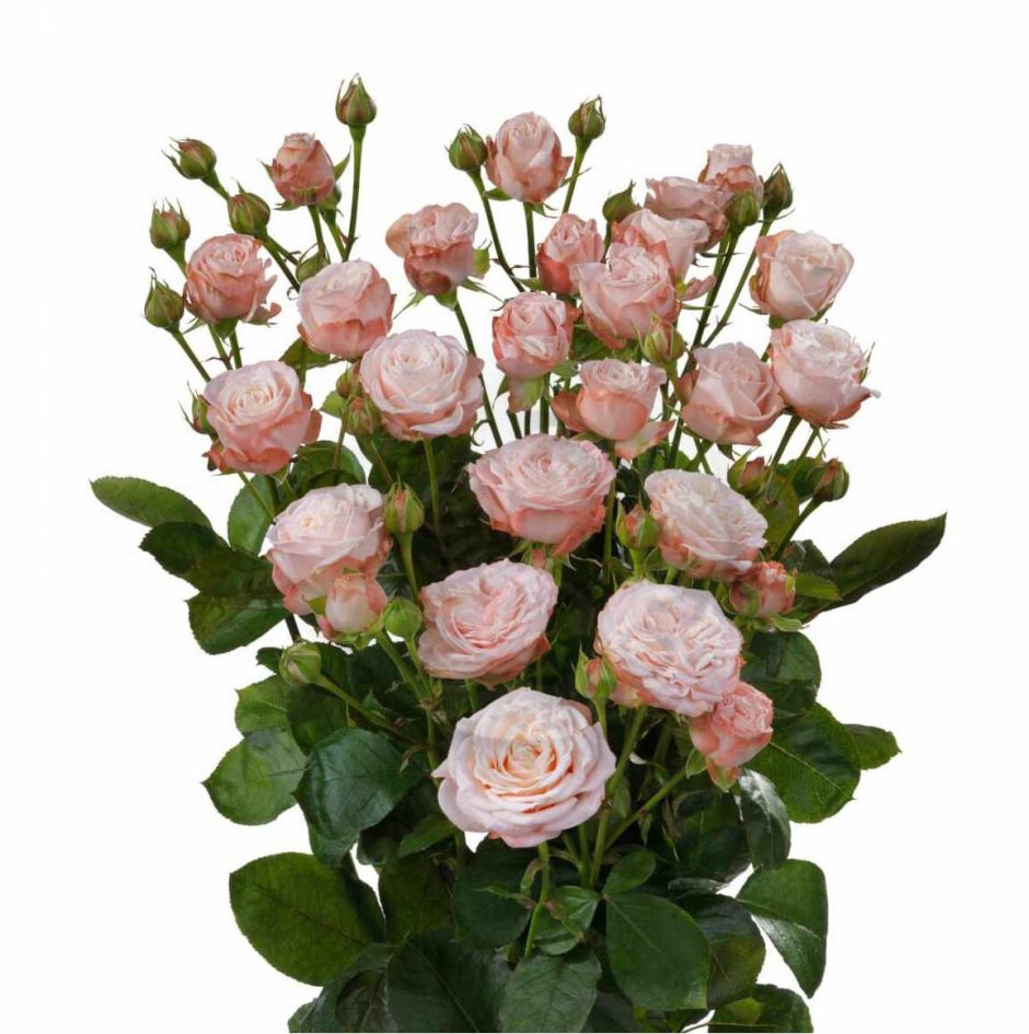Кустовая роза мадам Бомбастик