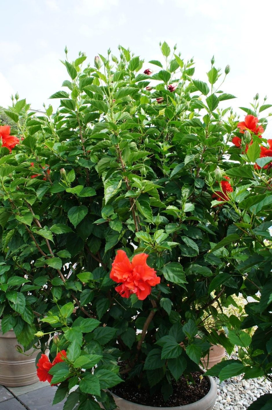 Гибискус роза Синенсис