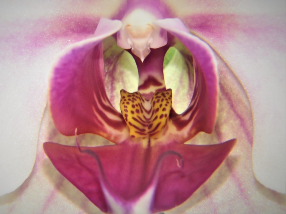Цветущая Орхидея поза