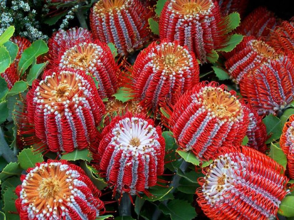 Банксия ярко-красная Banksia coccinea