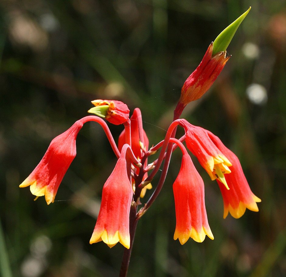 Австралийские цветы