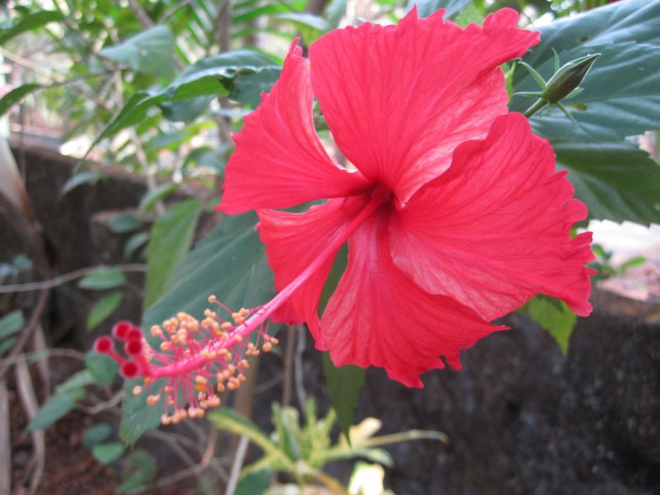 Гибискус национальное растение Доминиканы