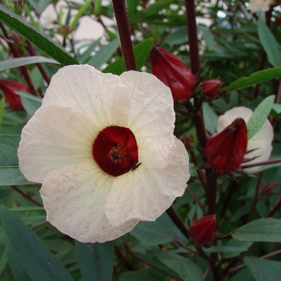 Гибискус суданская роза семена