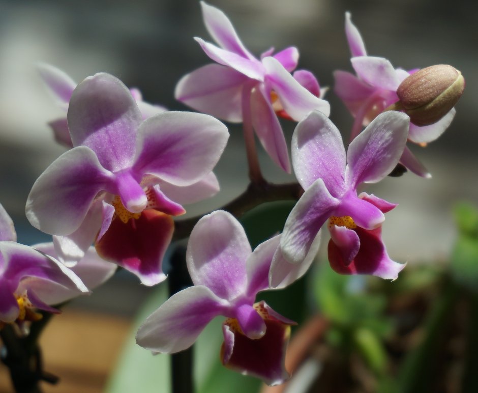 Орхидея Phalaenopsis Hybrid