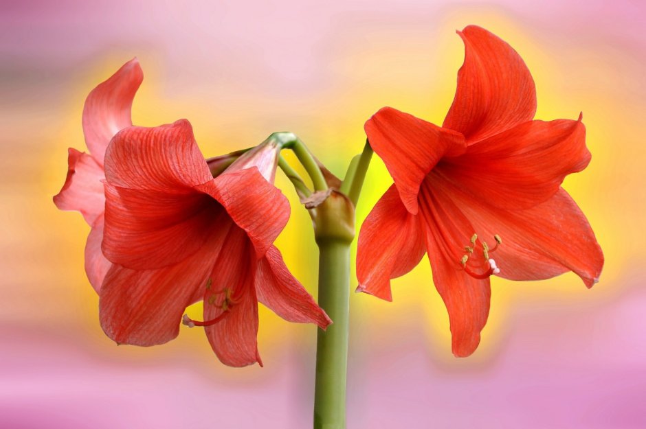 Амариллис цветок красный