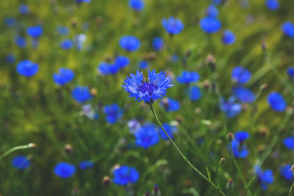 Растения Луга Василек синий полевой