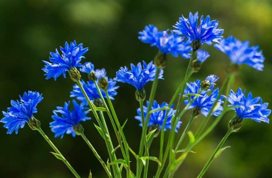 Полевые цветы синего цвета