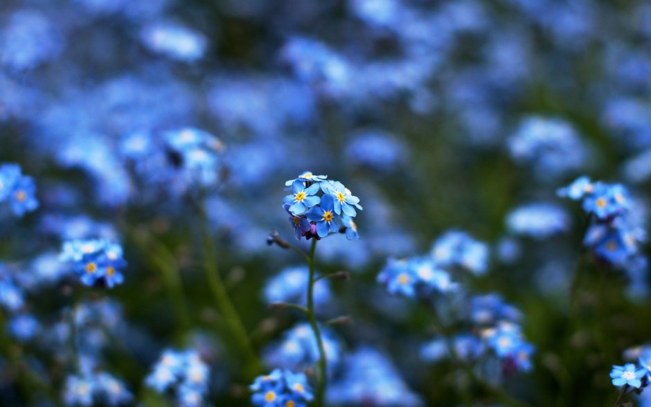 Голубые летние цветы