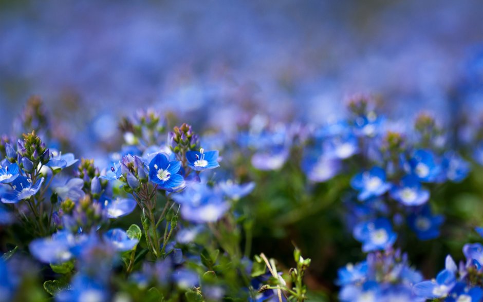 Голубенькие полевые цветы