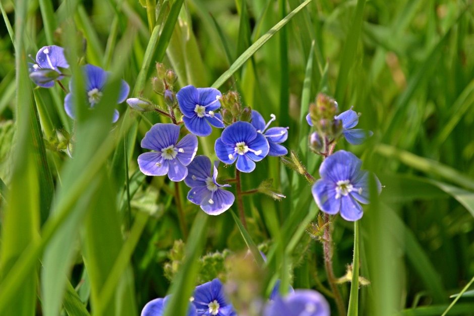 Голубенькие полевые цветы