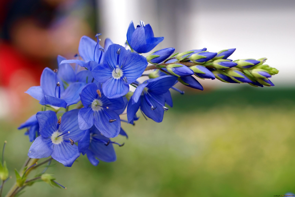 Синие полевые цветы названия