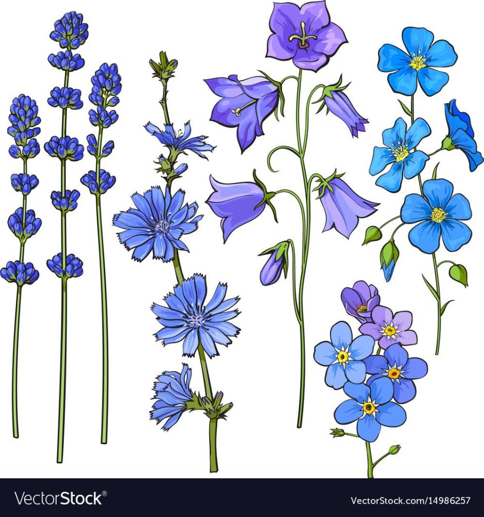 Рисование синенькие маленькие цветочки