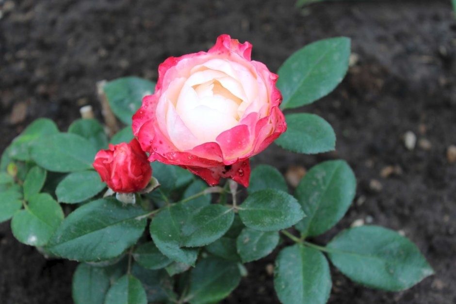 Роза ампир шраб
