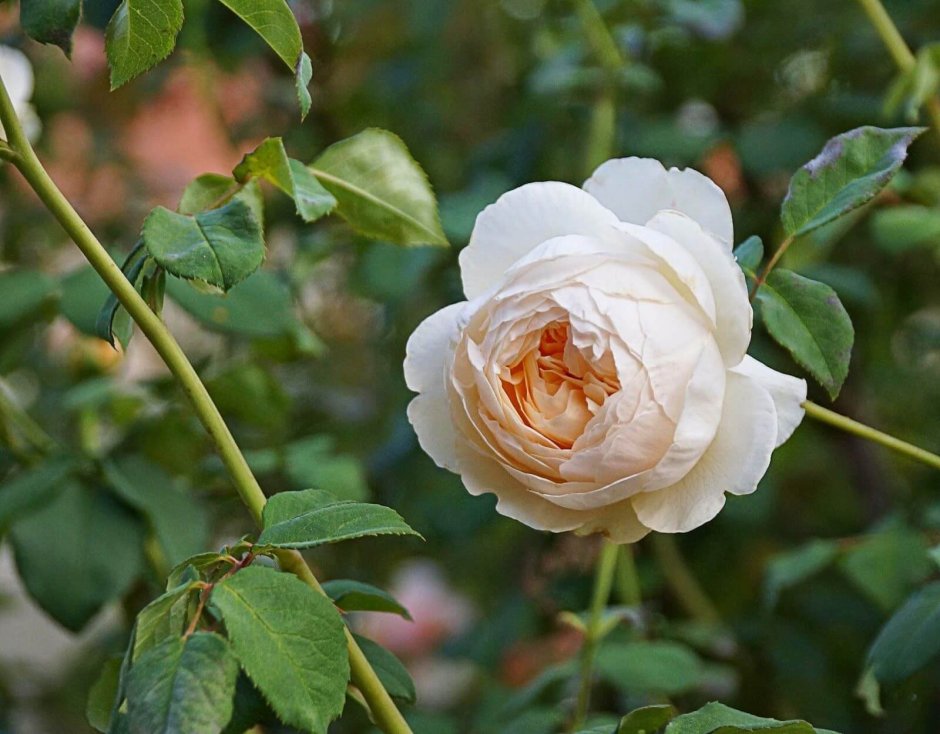 Виндермер (Windermere) роза