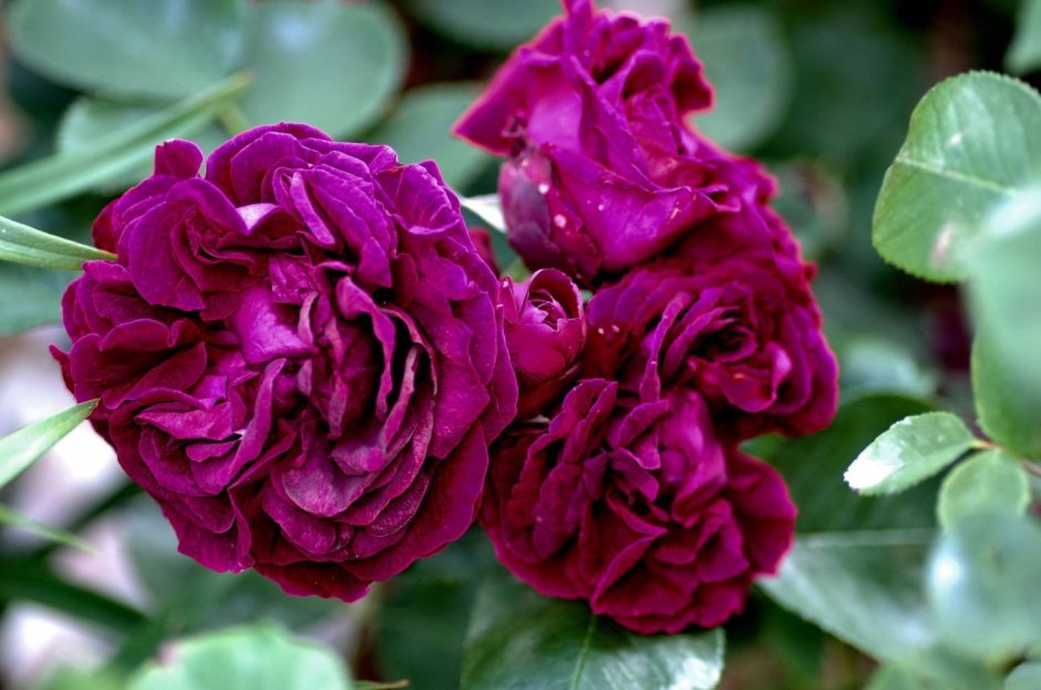 Парковая роза Принс